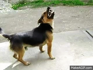 Dog sneezing GIF