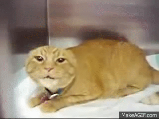 Very Angry Cat on Make a GIF