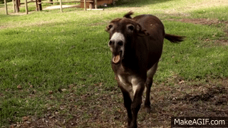 Poncho the Angry Donkey Braying Loudly on Make a GIF