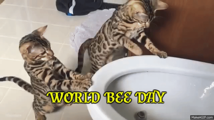 World Bee Day On Make A Gif