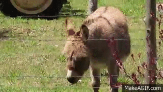 Funny Video dancing donkey - Part 2 on Make a GIF.