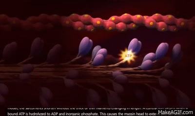 Muscle Contraction Process: Molecular Mechanism [3D Animation] on Make