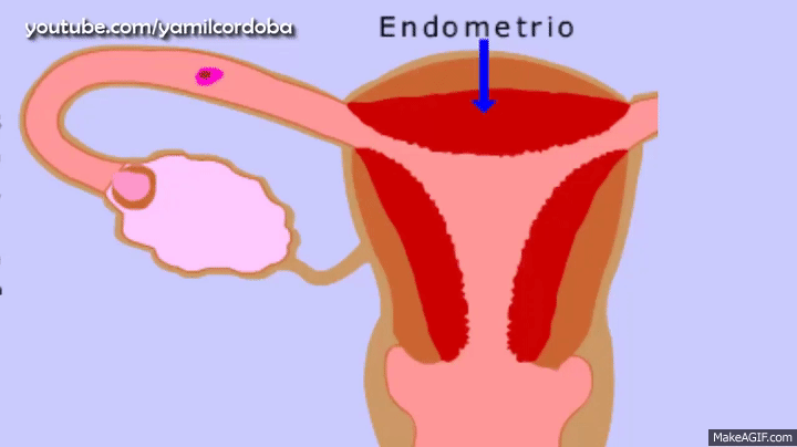 Ciclo menstrual | Menstruación (3D)