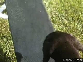 Treat Tower GIF - Treat Tower Dog - Discover & Share GIFs