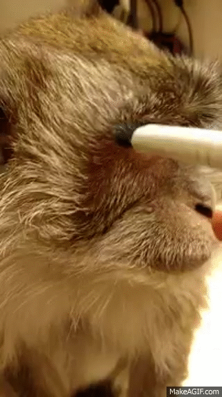 Monkey Putting On Makeup Make A Gif