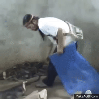 Man slaps cobra on Make a GIF
