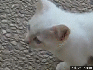 White Cat Meme GIFs
