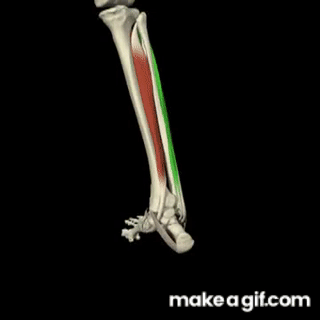 Inversión - eversión. Análisis de movimientos. Agonistas y antagonistas ...