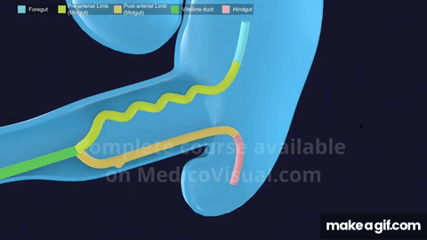 3D Midgut Embryology - Rotation of Midgut in 3D - Physiological ...