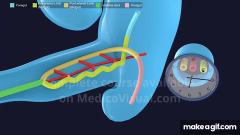 3D Midgut Embryology - Rotation of Midgut in 3D - Physiological ...