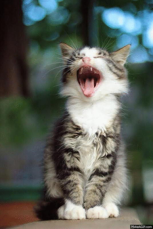 kitten yawn gif