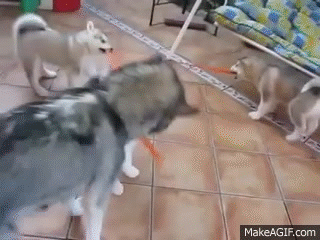 Husky Mom Tug Of War With Husky Puppies 綱引きハスキー大会 On Make A Gif