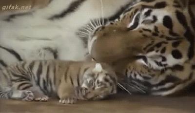 Mama tiger cleaning baby tiger | Funny Cat GIFs on Make a GIF Mama tiger cleaning baby tiger | Funny Cat GIFs on Make a GIF