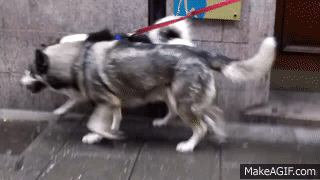 Wolf Dog walk cycle footage (animation reference) on Make a GIF