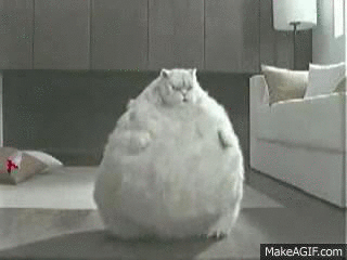 cat-funny-cat-gif-cat-dance-Favim.com-3950437.gif