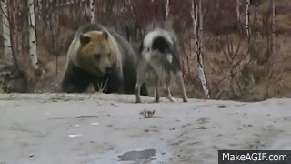 Dog vs. Russian bear. Aggressive negotiations. Funny bear on Make a GIF