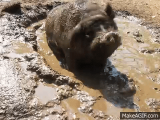 Image result for MAKE GIFS MOTION IMAGES OF PIGS ENJOYING WALLOWING IN SHIT