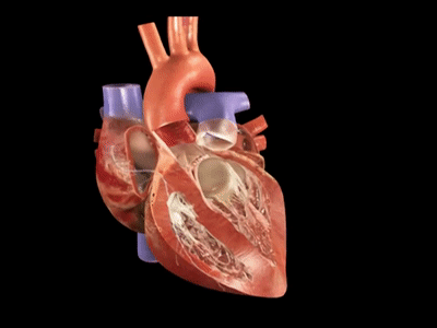 Coração vermelho pulsando gifs animados exclusivos original coracao-pulsa  animada criada no Xara3…
