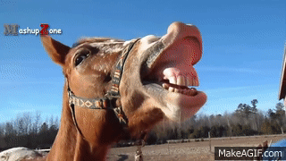 Funny Horse Videos - Try Not To Laugh [BEST OF] on Make a GIF