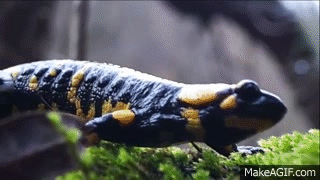 walking salamander on Make a GIF