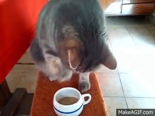 coffee cat gif