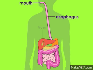 Digestive System On Make A GIF