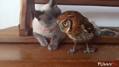 Cats and Animals Meeting for the First Time&#39; Compilation 2015 - FunnyTV on  Make a GIF