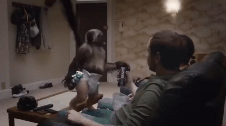 Pug Monkey Baby Super Bowl Commercial On Make A Gif