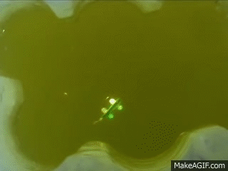 Darkhouse Spearfishing Nd 2 On Make A Gif