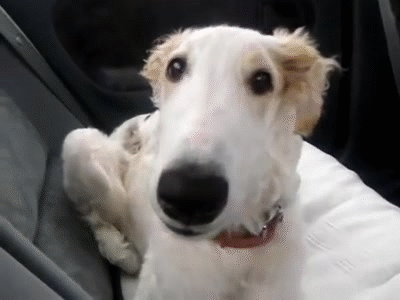 Borzoi puppy talking a lot about how cute he is. on Make a GIF