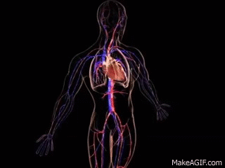 Cardiovascular Medicine-Myocardial Infarction-Understanding Disease