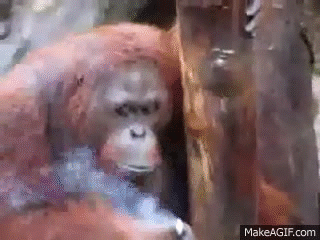 Arangitan Zoo Sex Gifs - Look at this monkey. - The Something Awful Forums