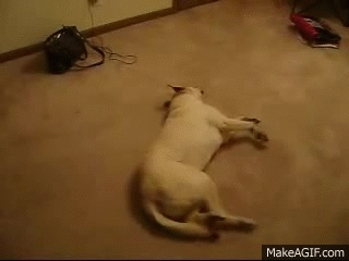 Bizkit the Sleepwalking Running Dog on Make a GIF