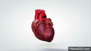 3D animated rotation model human heart on Make a GIF
