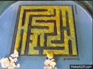 slime mold maze