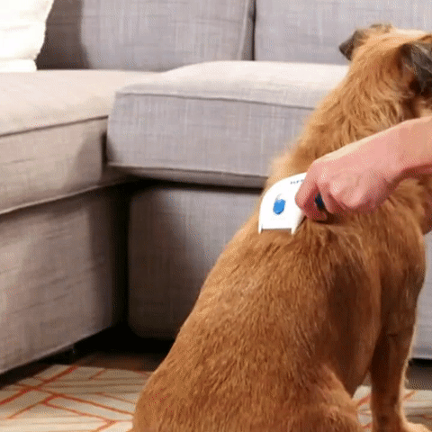 Electric Flea Comb For Dogs on Make a GIF