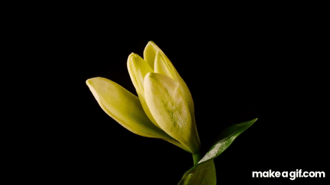 Lily - blooming flower time-lapse video HD on Make a GIF