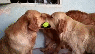 2 Dogs 1 Tennis Ball on Make a GIF