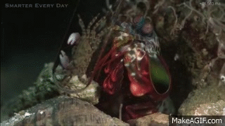 photo Slow Motion Mantis Shrimp Gif https makeagif com gif mantis murder shrimp slow motion smarter every day 121 s8ifh2