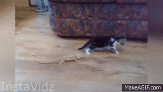 Best Scared Cats Compilation 2015 - FUNNY CATS on Make a GIF