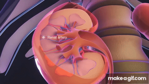 How kidney works on Make a GIF