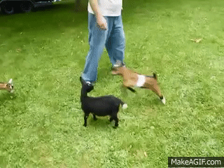 Un Bebe Chevre Hyperactif On Make A Gif