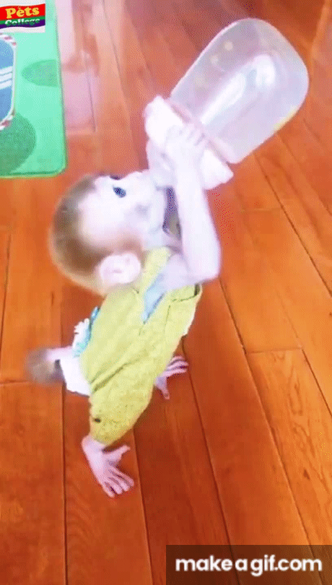 The Cute Baby Monkey Can Lift A Bottle Higher Than Herself On Make A Gif