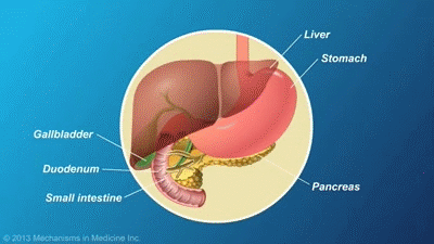 The Role and Anatomy of the Pancreas on Make a GIF