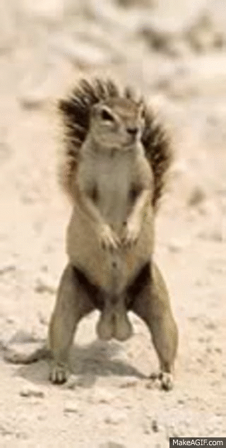 squirrel nuts on Make a GIF