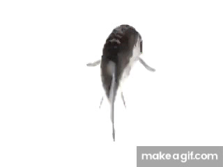 spinning fish on Make a GIF