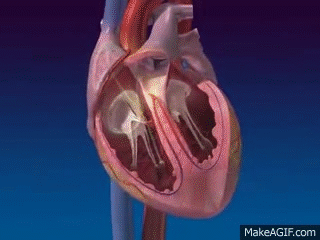 Heart Conduction System on Make a GIF