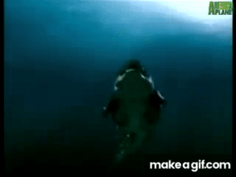 Animal Face-Off - Great White Shark defeats Saltwater Crocodile on Make a  GIF