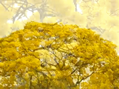 Plantas do Cerrado - Ipê Amarelo.mp4 on Make a GIF