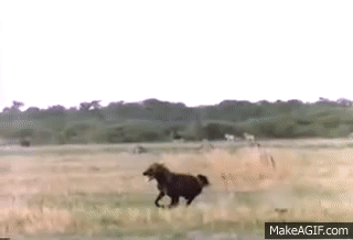 Lions v Hyenas on Make a GIF